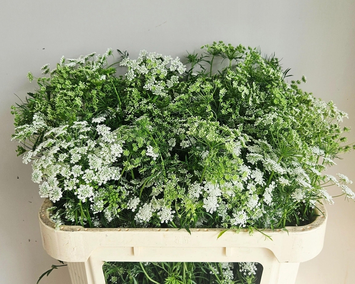 <h4>AMMI MAJUS</h4>