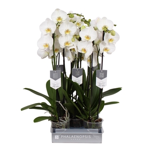 Phalaenopsis Nottingham, 3-spike 22+