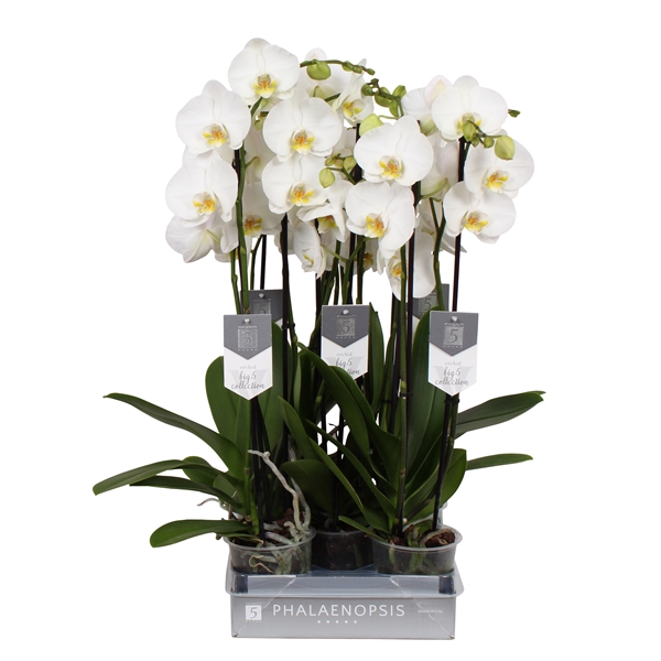 <h4>Phalaenopsis Nottingham, 3-spike 22+</h4>