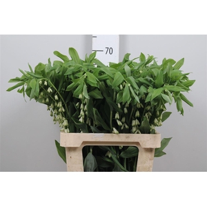 Polygonatum Multiflo