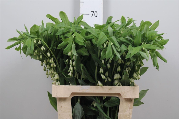 <h4>Polygonatum Multiflo</h4>