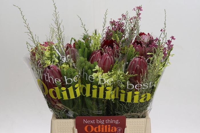 <h4>BQ Protea Sharon SFB</h4>