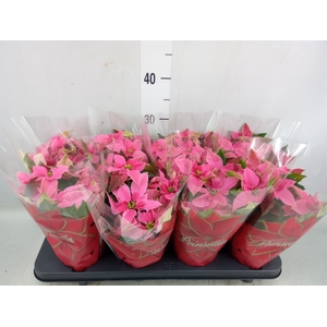 Euphorbia pulc. 'Princ Pink'