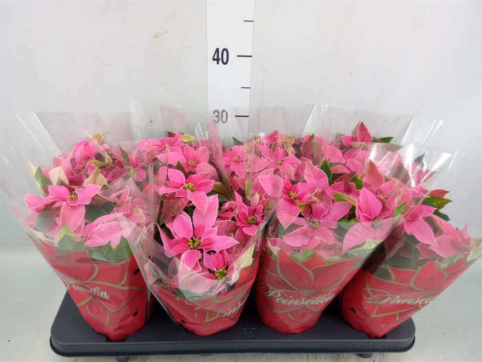 <h4>Euphorbia pulc. 'Princ Pink'</h4>