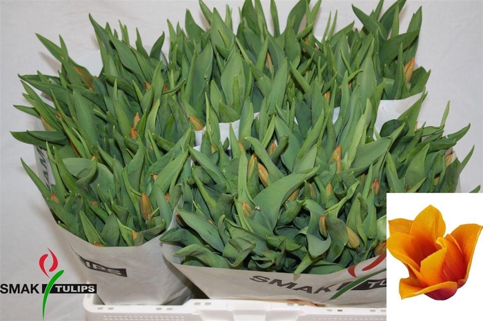 <h4>Tu En Titan</h4>