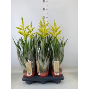 Tillandsia oerstediana