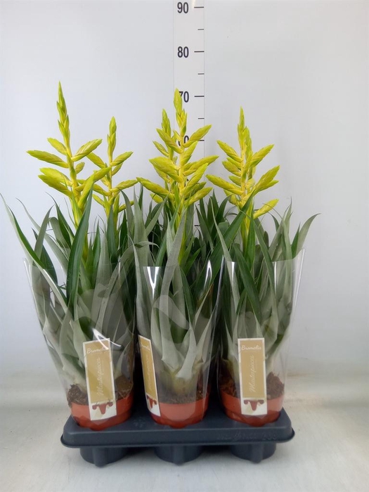 <h4>Tillandsia oerstediana</h4>