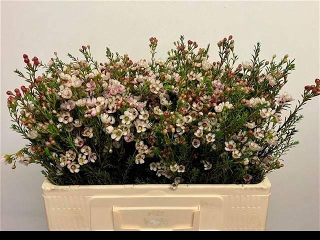 <h4>CHAME UN ELLA</h4>