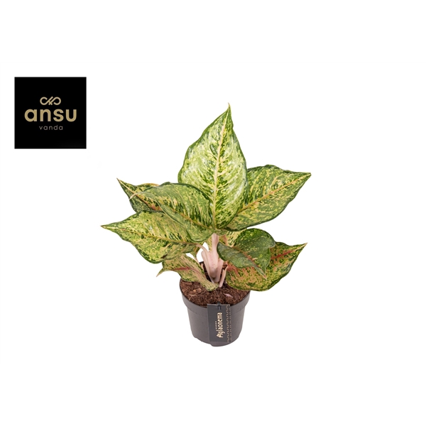 <h4>Aglaonema Pistachio Pink</h4>