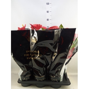 Anthurium andr. 'Madural'