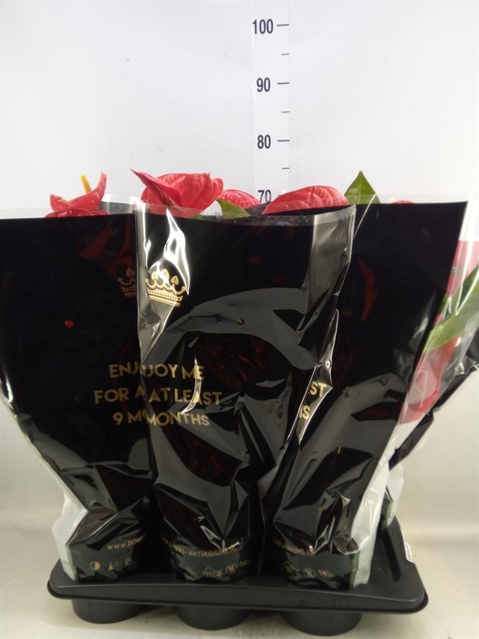 <h4>Anthurium andr. 'Madural'</h4>