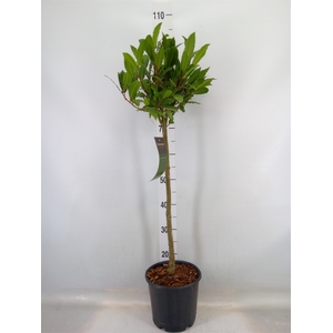 Laurus nobilis