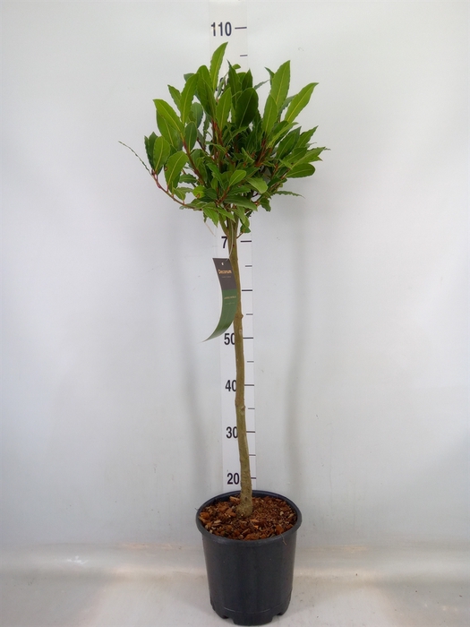 <h4>Laurus nobilis</h4>