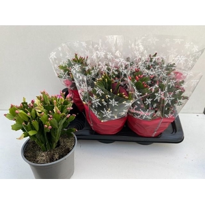 SCHLUMBERGERA GEMENGD