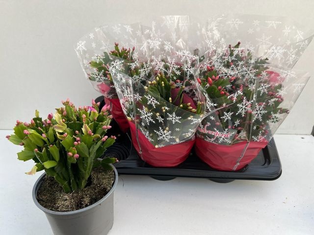 <h4>SCHLUMBERGERA GEMENGD</h4>