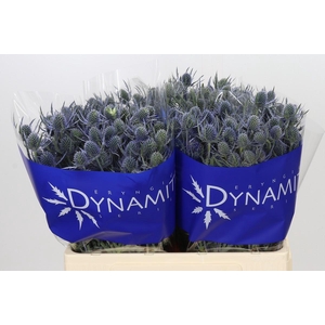 Eryngium Blue Dynamite