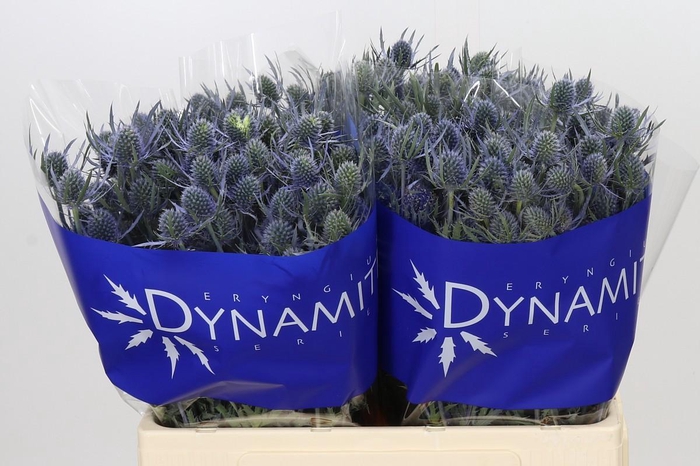 <h4>Eryngium Blue Dynamite</h4>