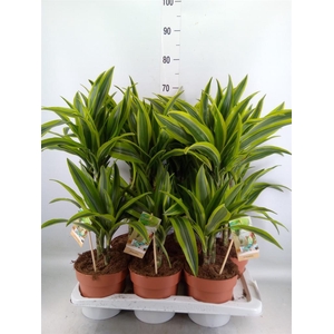 Dracaena fr de 'LemonLime'