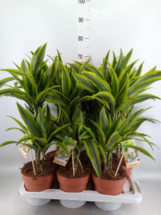 <h4>Dracaena fr de 'LemonLime'</h4>