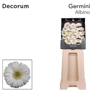 Germini Albino Diamond