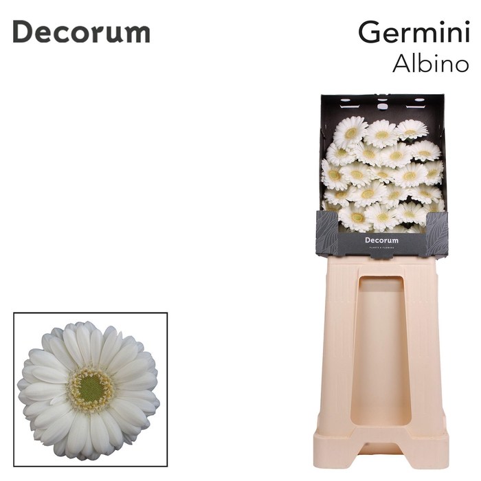 <h4>Germini Albino Diamond</h4>