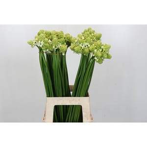 Ornithogalum Saundersiae