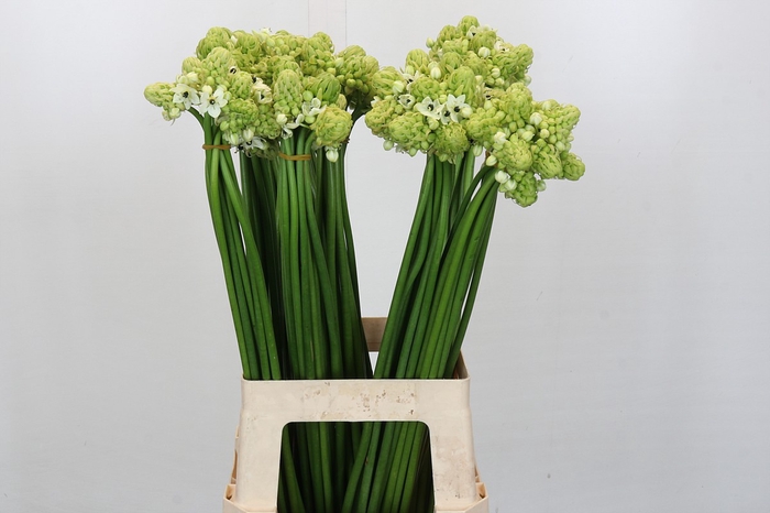 <h4>Ornithogalum Saundersiae</h4>