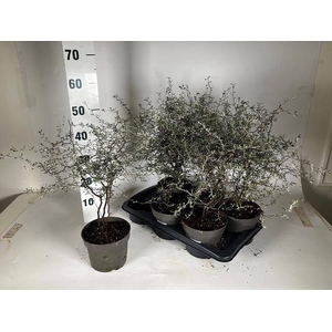 COROKIA COTONEASTER P17