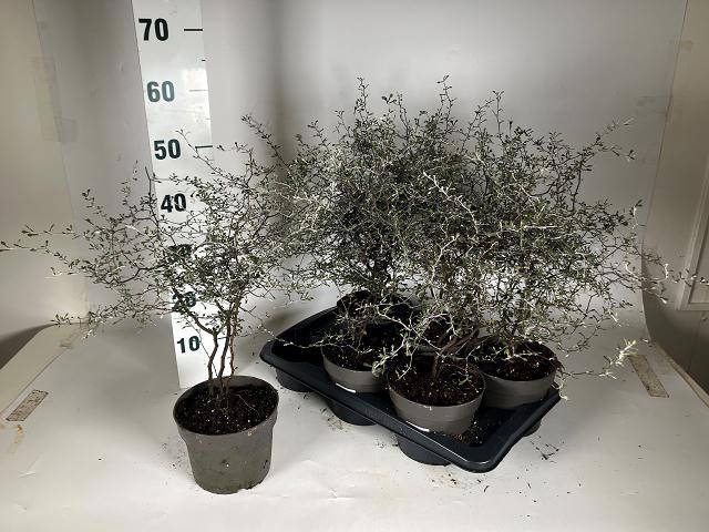 <h4>COROKIA COTONEASTER P17</h4>