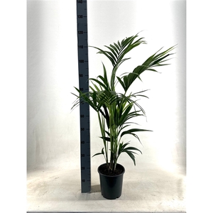 KENTIA - P21 H110 - 5PP - EcoLine (Howea forsteriana