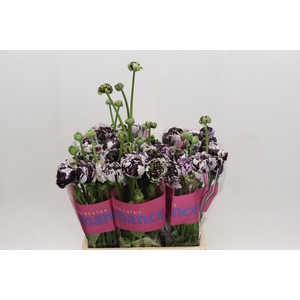 Ranunculus Brushmark Estrada