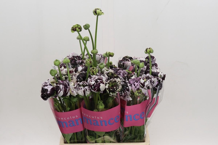 Ranunculus Brushmark Estrada