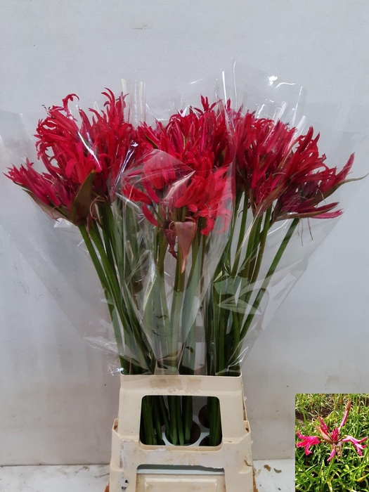 <h4>NE BO EL PINK CHARM</h4>