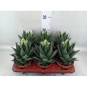 Aloe aristata 'Tiki Tahi'