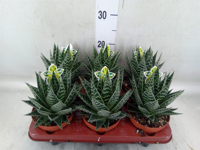 <h4>Aloe aristata 'Tiki Tahi'</h4>