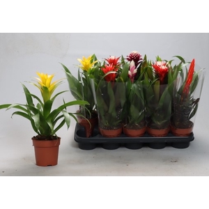BROMELIA GEM
