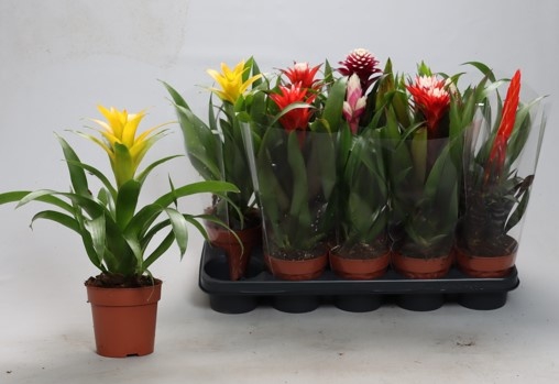 <h4>BROMELIA GEM</h4>