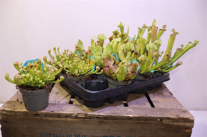 <h4>arr8 Sarracenia Ov</h4>