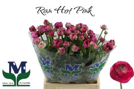 <h4>Ran Elegance Hot Pink</h4>