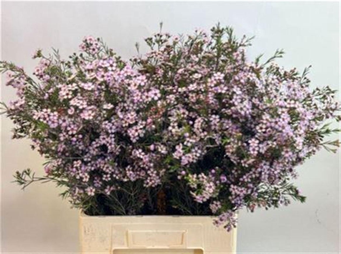 <h4>Chame Un Pink Dream</h4>