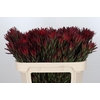 Leucadendron Blush Spray