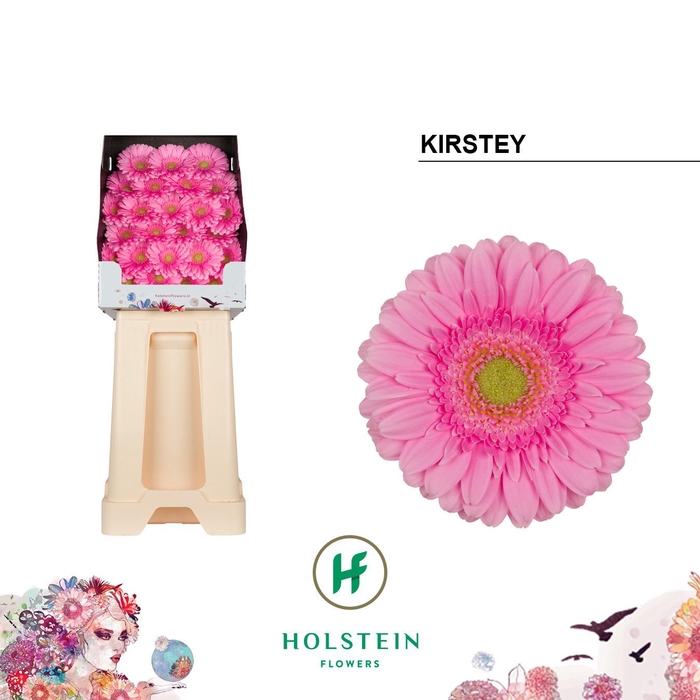 <h4>Germini Kirstey Diamond</h4>