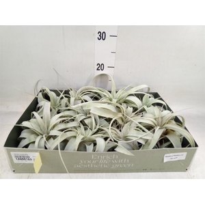 Tillandsia xerographica