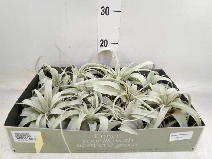 <h4>Tillandsia xerographica</h4>