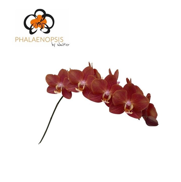 <h4>Phal T Horizion</h4>