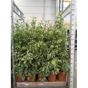 Ficus benja. 'Golden King'