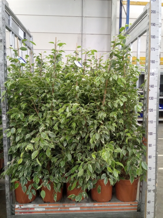 <h4>Ficus benja. 'Golden King'</h4>