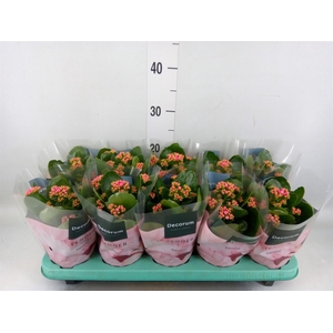Kalanchoe blos. 'Serenity Softpink'