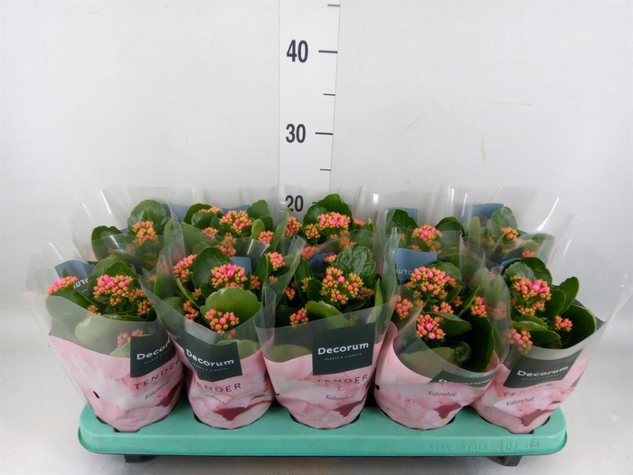 <h4>Kalanchoe blos. 'Serenity Softpink'</h4>