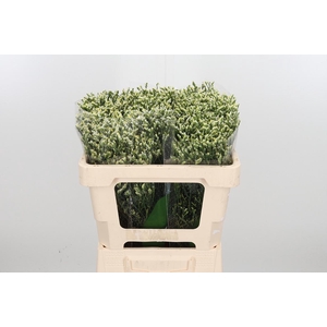 Lim Sin Sen P Colada